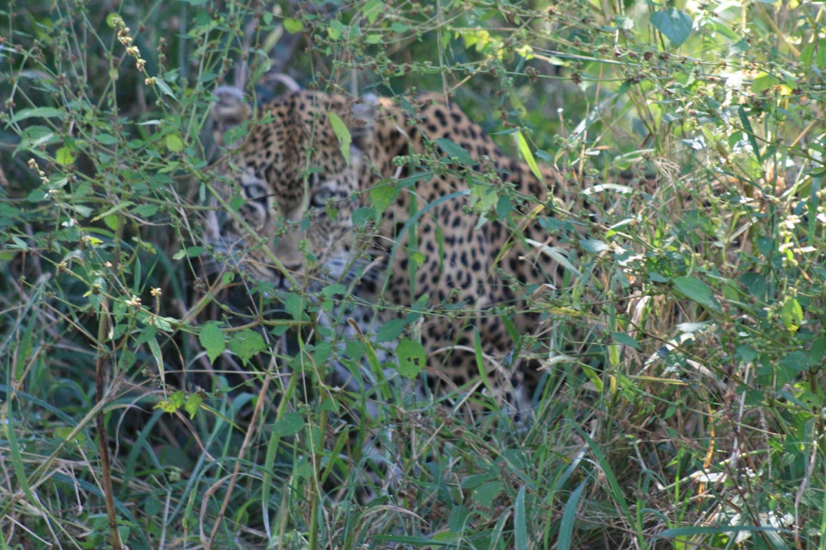 South Africa Leopards 481 